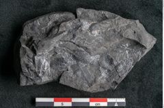Foto (Detailansicht) von Camptopteris haastii Ettingshausen (NHMW-GEO-2024-0188-10297a)